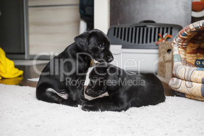 Two puppies sitting