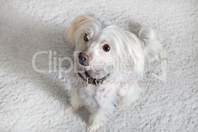 Chinese crested dog female