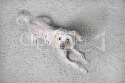 Chinese crested dog