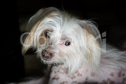 Portrait of chinese crested dog