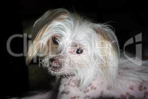 Portrait of chinese crested dog