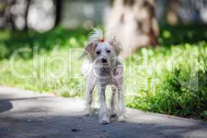 Chinese crested dog outdoors