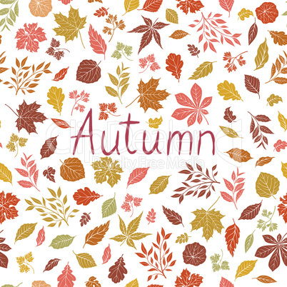 Autumn leaves pattern. Fall leaf and nature floral icons over white background with lettering Autumn.