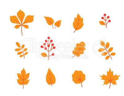 Autumn leaves set. Fall leaf and berries icons. Floral nature symbols over white background.
