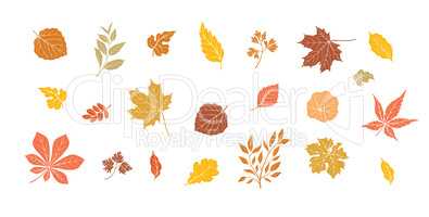 Autumn leaves set. Fall leaf floral icons over white background. Nature symbol collection