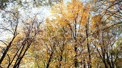 trees in autumn