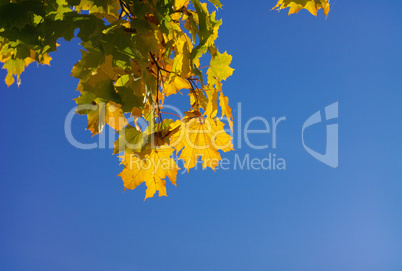 yellow maple leafs on tree