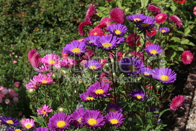 Beautiful asters on a sunny day at a flower bed