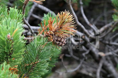 Pinus mugo creeping pine Conifer in the Alps