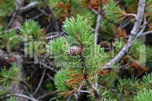 Pinus mugo creeping pine Conifer in the Alps