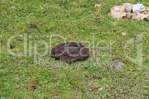 A cow cake in the grass. Manure of cattle
