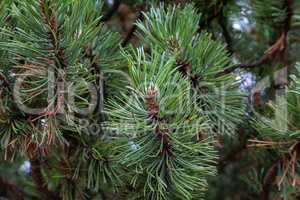 Pinus mugo creeping pine Conifer in the Alps