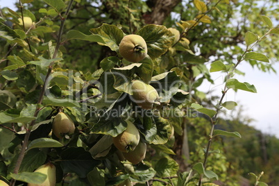 Ripe yellow quince fruits grow on tree