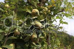 Ripe yellow quince fruits grow on tree