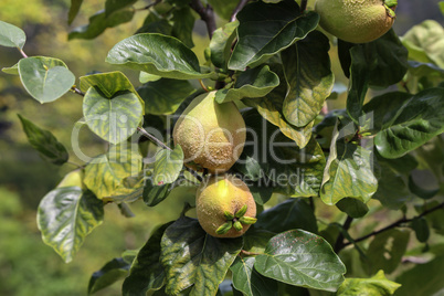 Ripe yellow quince fruits grow on tree