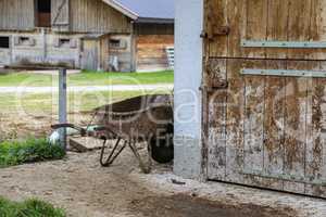 A wooden shed on a farm plot in the village