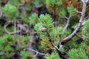 Pinus mugo creeping pine Conifer in the Alps