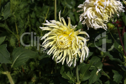 Yellow Dahlia flower in full bloom in the garden