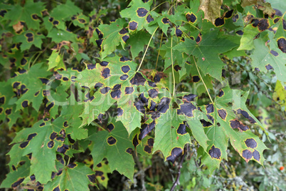 Black patch on the leaves of the maple