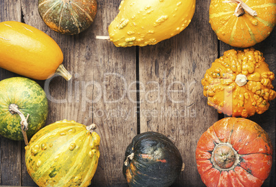 Assortment of autumn pumpkins