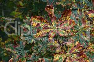 Horse Chestnut tree infested with leaf miner moth trails