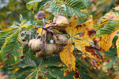 Horse Chestnut tree infested with leaf miner moth trails