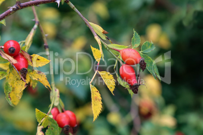 image of rose hips on a green background