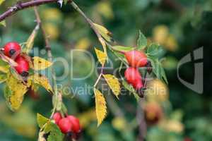 image of rose hips on a green background