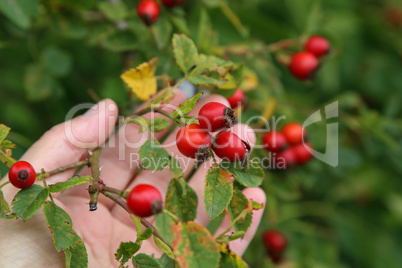 image of rose hips on a green background