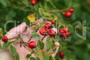 image of rose hips on a green background