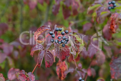 Black berries on branches in garden in sun light