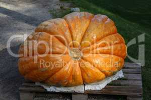 Huge orange pumpkin at farm market or seasonal festival.
