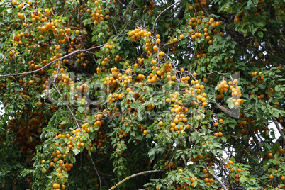 Branches with ripe yellow cherry plum fruit