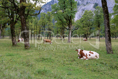 Cows graze on green Alpine meadows high in the mountains