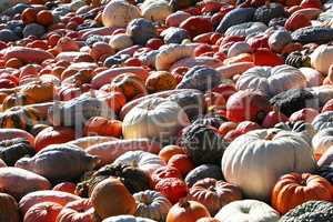 Fresh healthy bio pumpkins on farmer agricultural market at autumn