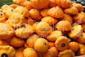 Fresh healthy bio pumpkins on farmer agricultural market at autumn