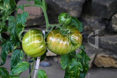 Green tomatoes ripen on the branches of a tomato bush