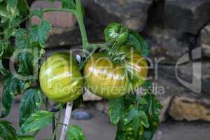 Green tomatoes ripen on the branches of a tomato bush