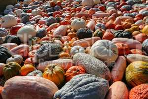 Fresh healthy bio pumpkins on farmer agricultural market at autumn