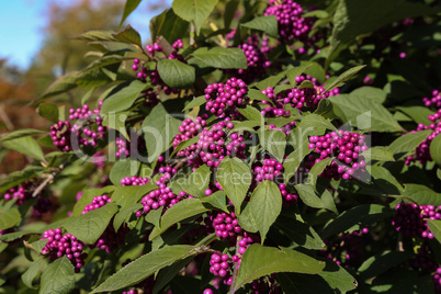 Bodiniers beautyberry callicarpa bodinieri with lilac, purple berries