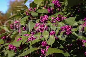 Bodiniers beautyberry callicarpa bodinieri with lilac, purple berries