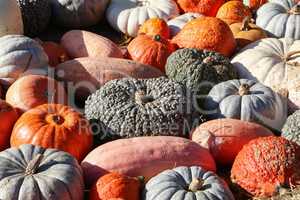 Fresh healthy bio pumpkins on farmer agricultural market at autumn