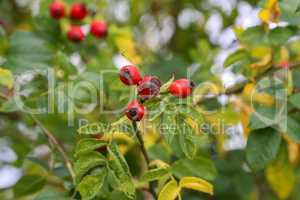 Image of rose hips on a green background