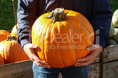 Ripe organic orange pumpkin in the hands