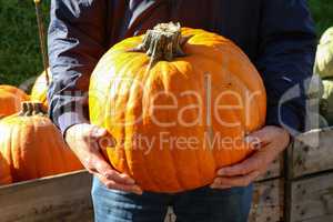 Ripe organic orange pumpkin in the hands