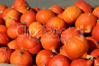 Fresh healthy bio pumpkins on farmer agricultural market at autumn