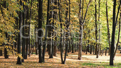 trees in autumn