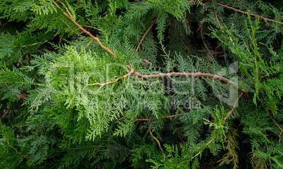 Branches of an evergreen shrub