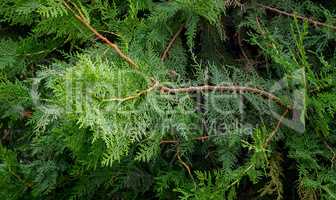 Branches of an evergreen shrub