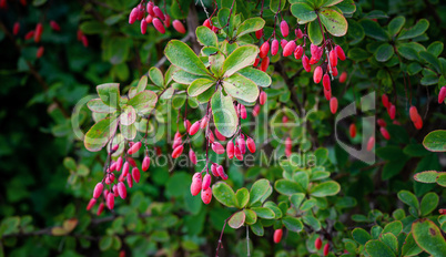 Bush of ripe barberry